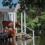 How to Protect Your Home from Flooding?