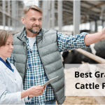 Best Grants for Cattle Farmers in Canada