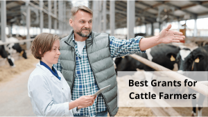 Best Grants for Cattle Farmers